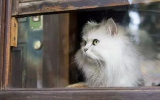 过年怎么带宠物猫回家