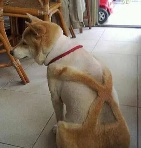 给宠物狗做背带裤怎么做