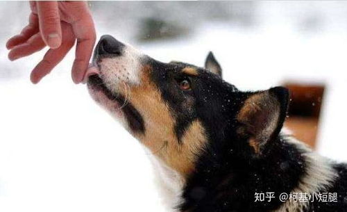 脚被宠物狗舔了怎么办啊