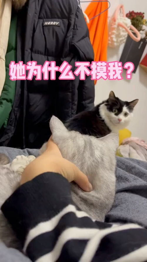 宠物猫怎么抱着拍好看