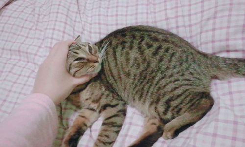 跑丢的宠物猫怎么能抓到