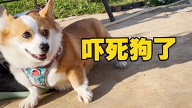 宠物狗吃澳龙会怎么样吗