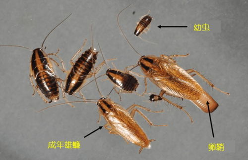宠物狗有蟑螂怎么办啊