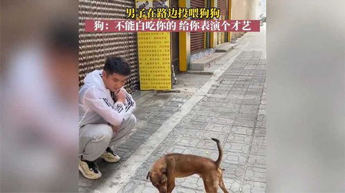 宠物狗怎么投喂吃的呢