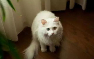 宠物猫怎么带到欧洲去