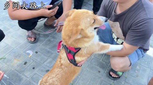 宠物狗老跟着我怎么办