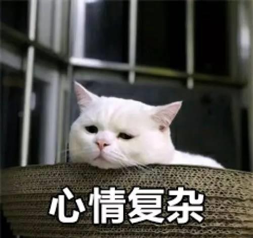 宠物猫怎么安慰人