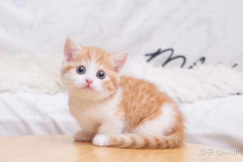 宠物猫怎么挑花色