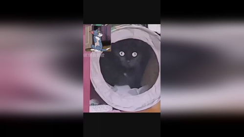 怎么让宠物猫不吃老鼠粮
