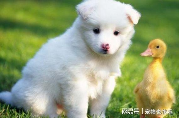 宠物狗的毛怎么弄干净