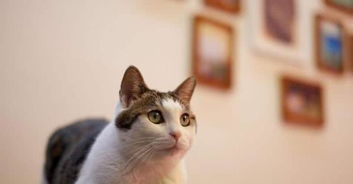家养宠物猫怎么过冬的