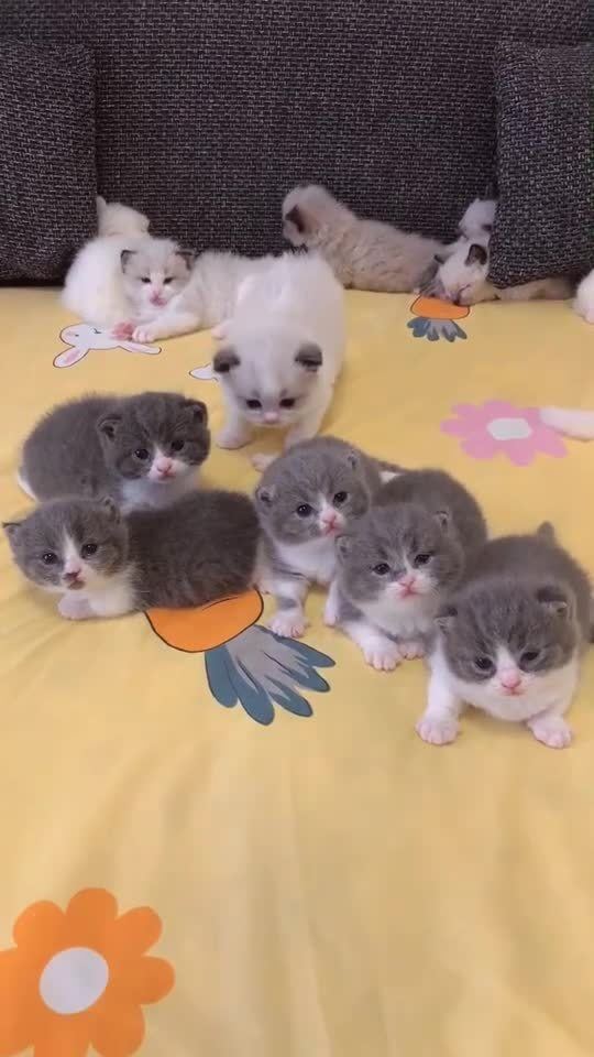 太多的宠物猫怎么处理