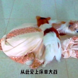 宠物狗挠床单怎么回事啊