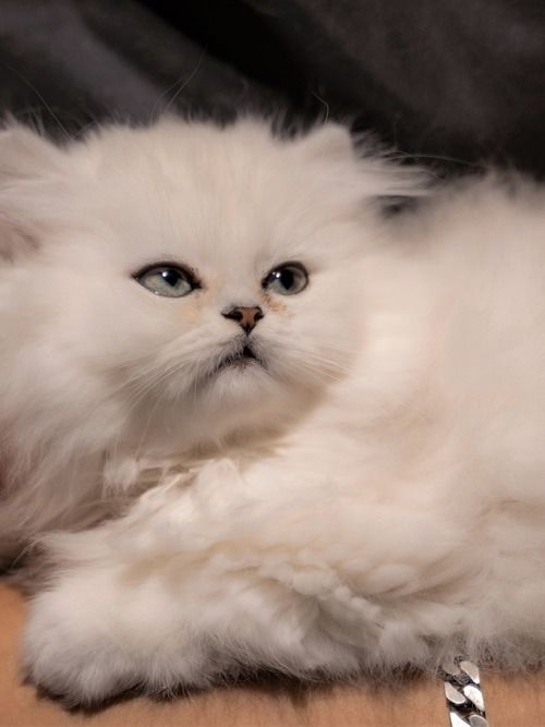 宠物猫店怎么消毒的