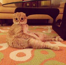 宠物猫怎么坐