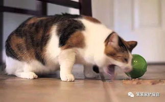 宠物猫老呕吐怎么回事儿