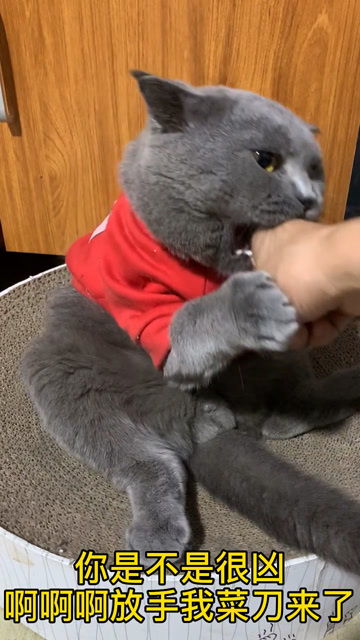 宠物猫怎么都那么凶