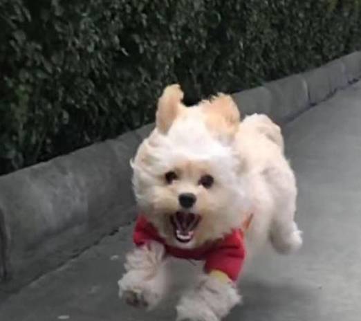 宠物狗不会躲车吗怎么办