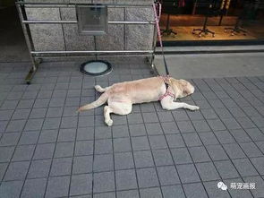 宠物狗进大厦怎么办手续