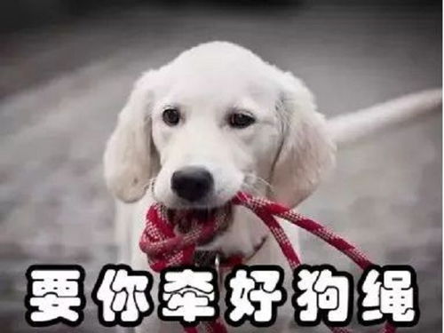 宠物狗不栓绳被抓怎么办