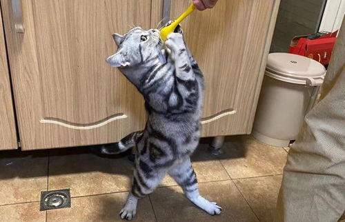 宠物猫不出声怎么回事儿
