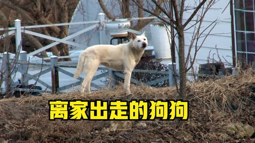 宠物狗离家出走怎么办