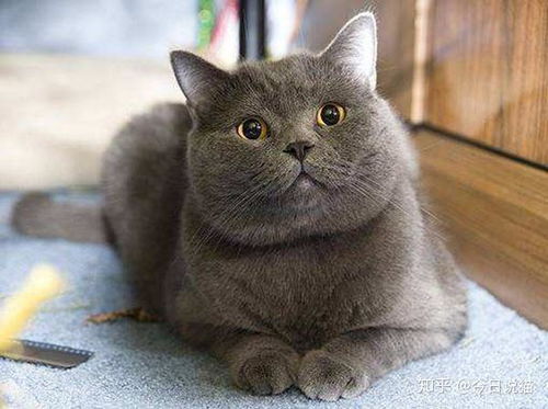 宠物猫怎么保存
