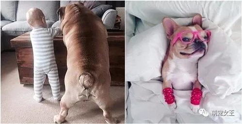 宠物狗很重体臭怎么办啊