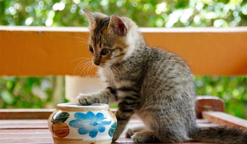 怎么能在国外养宠物猫呢