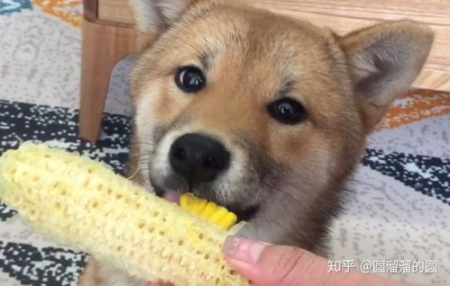 怎么给宠物狗喂肉类吃的