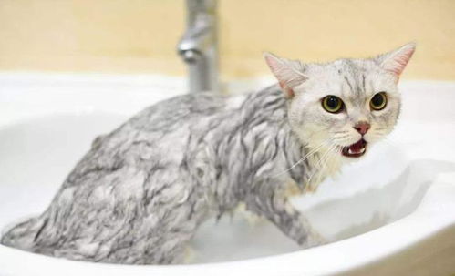 宠物猫怎么洗澡最好