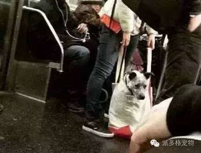 宠物狗怎么带上地铁的啊