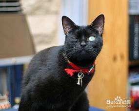 宠物猫有弓形虫怎么办