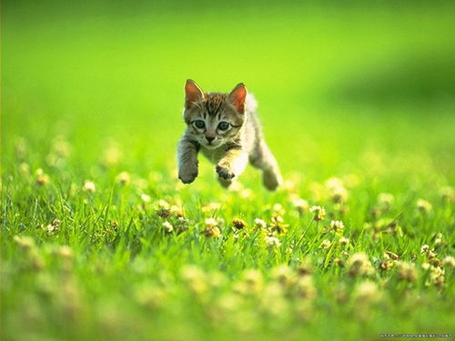 宠物猫怎么去猫虱