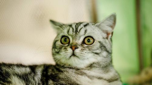 怕宠物猫怎么办