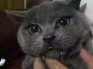 宠物猫掉眼泪怎么回事儿
