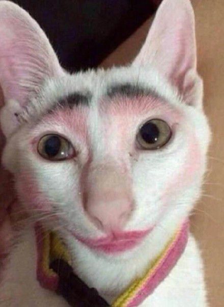 宠物猫怎么化妆