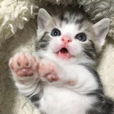 宠物猫怎么发奶