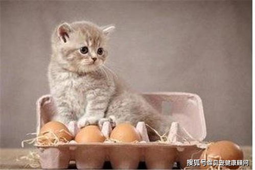 宠物猫怎么吃鸡蛋黄