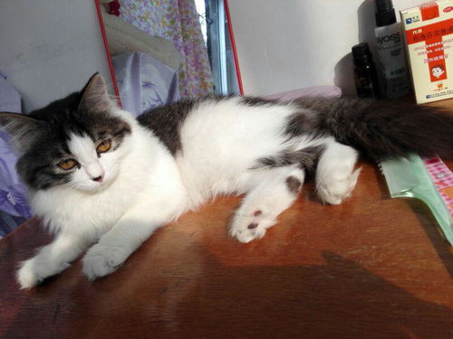 宠物猫怎么练胆子