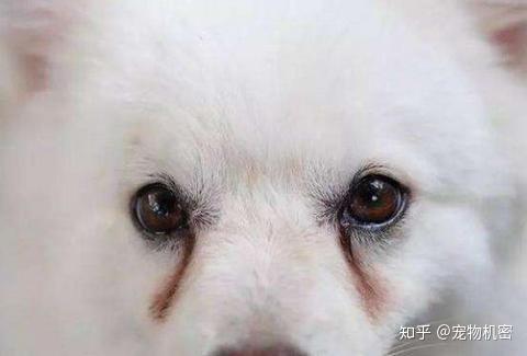 宠物狗怎么会有泪痕呢
