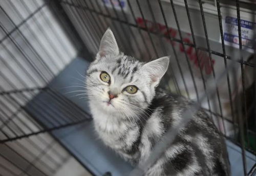 宠物猫怎么散养好呢