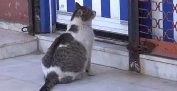 流浪猫找宠物猫怎么找到