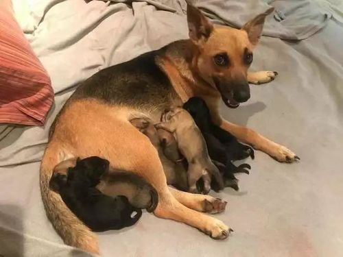 狗怀孕多少天生产