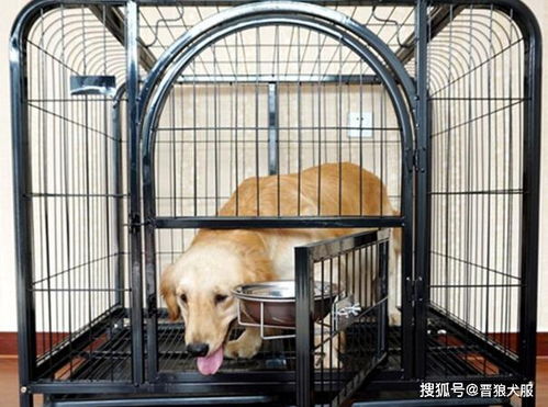 宠物狗出意外了怎么办啊