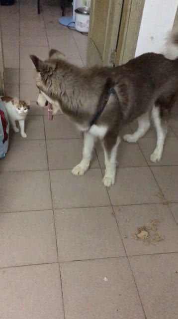 宠物狗猫拆家怎么回事啊