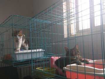 宠物猫寄养怎么收费