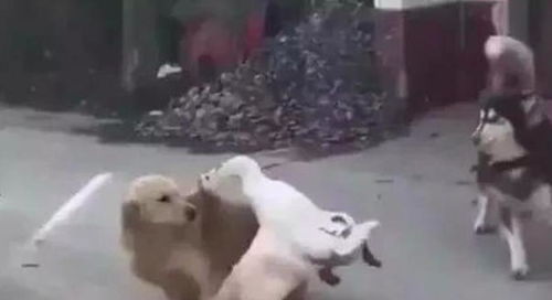 宠物猫和大鹅打架怎么办