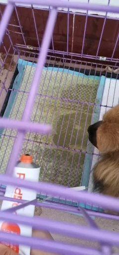宠物狗呕吐拉血怎么回事