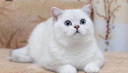 宠物猫咬人怎么判定